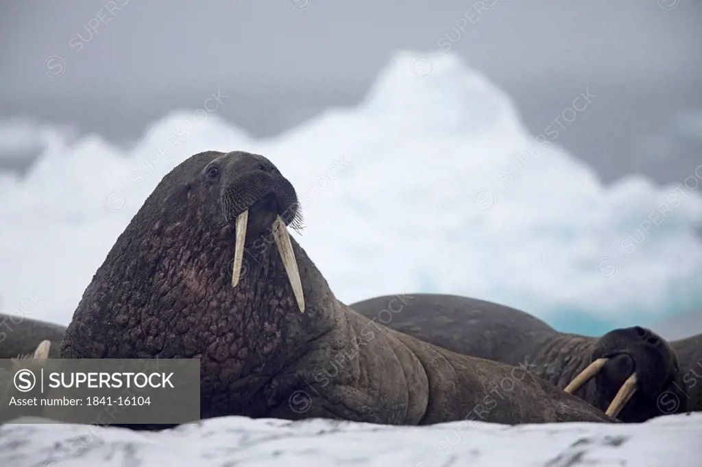 Walruses, Odobenus rosmarus, lying on ice floes, Spitsbergen, Norwegen, Europe