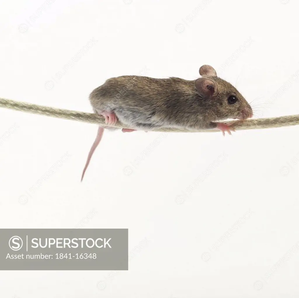 Close_up of rat balancing on cable against white background