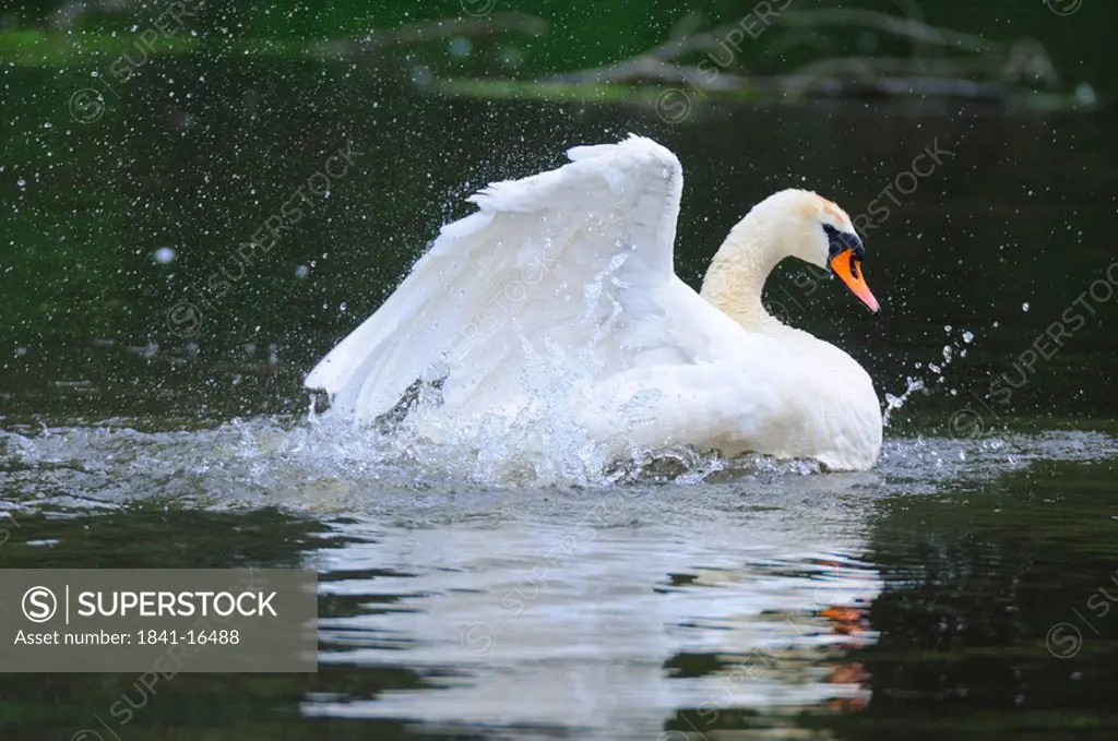 Mute swan Cygnus olor flapping wings in pond