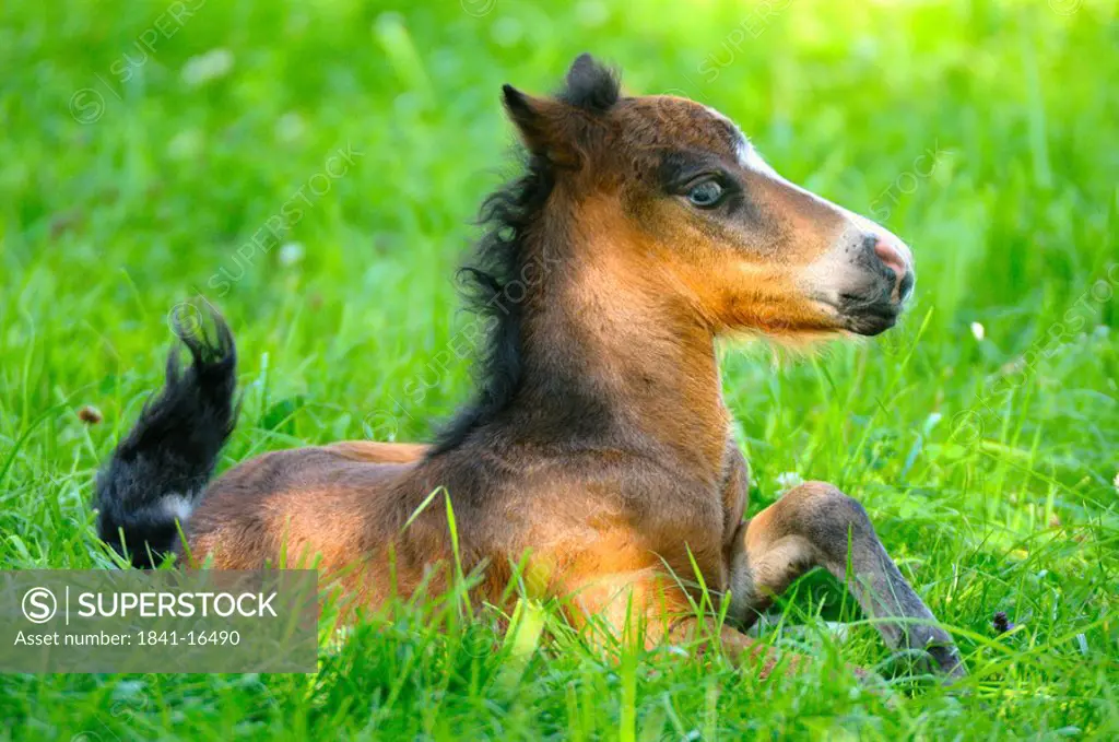 Foal sitting in field, Styria, Austria