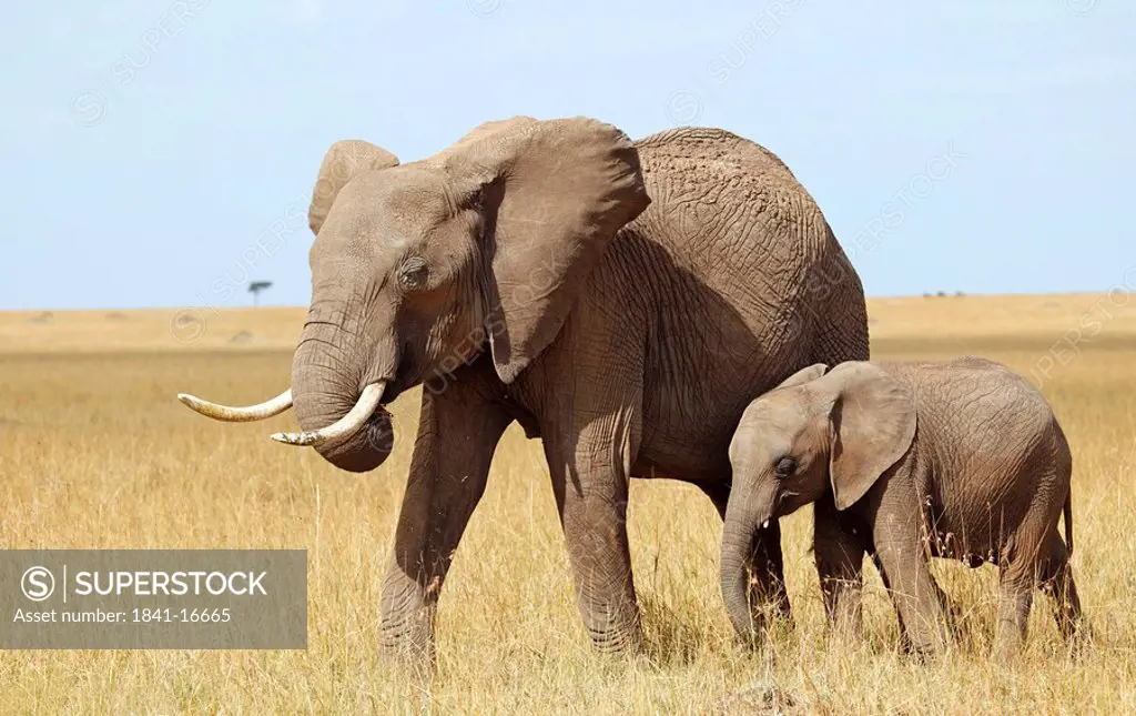 African elephant Loxodonta africana with calf, Masai Mara National Reserve, Kenya
