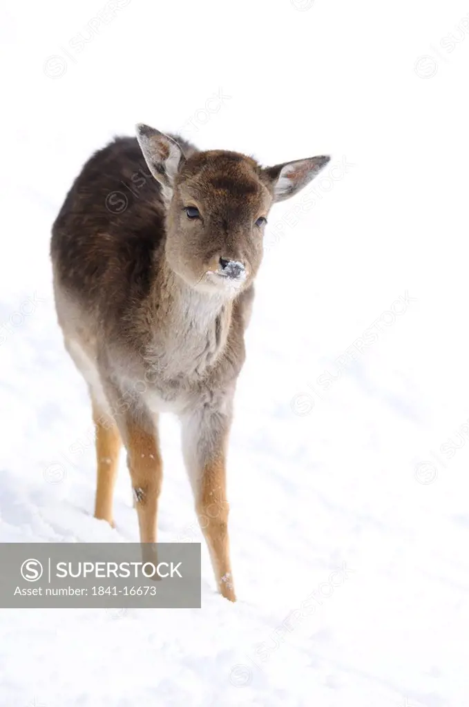 Fallow deer Ovis orientalis musimon in the snow, Bavaria, Germany