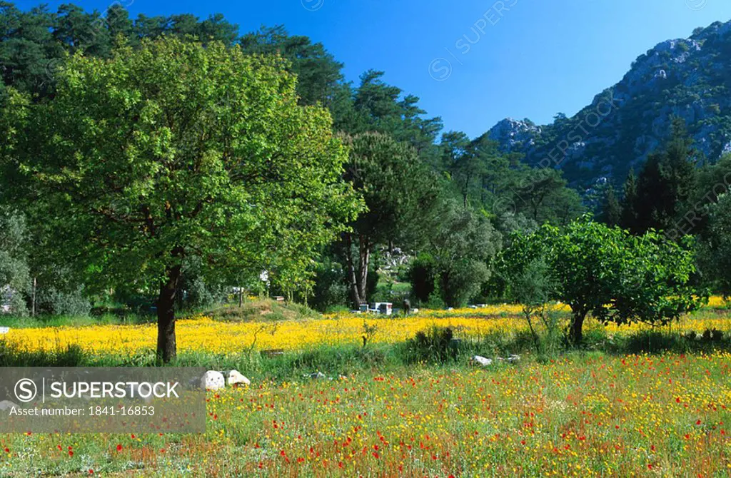Flowers and trees in field, Mugla, Bozburun Peninsula, Turkey