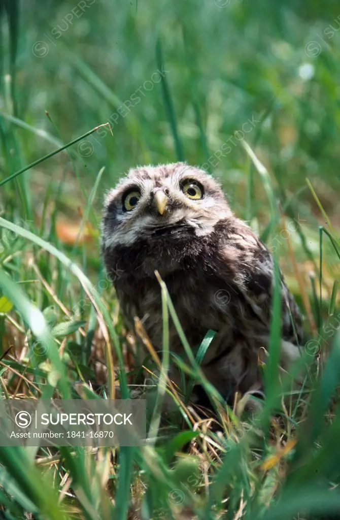Little Owl Athene noctua in grass