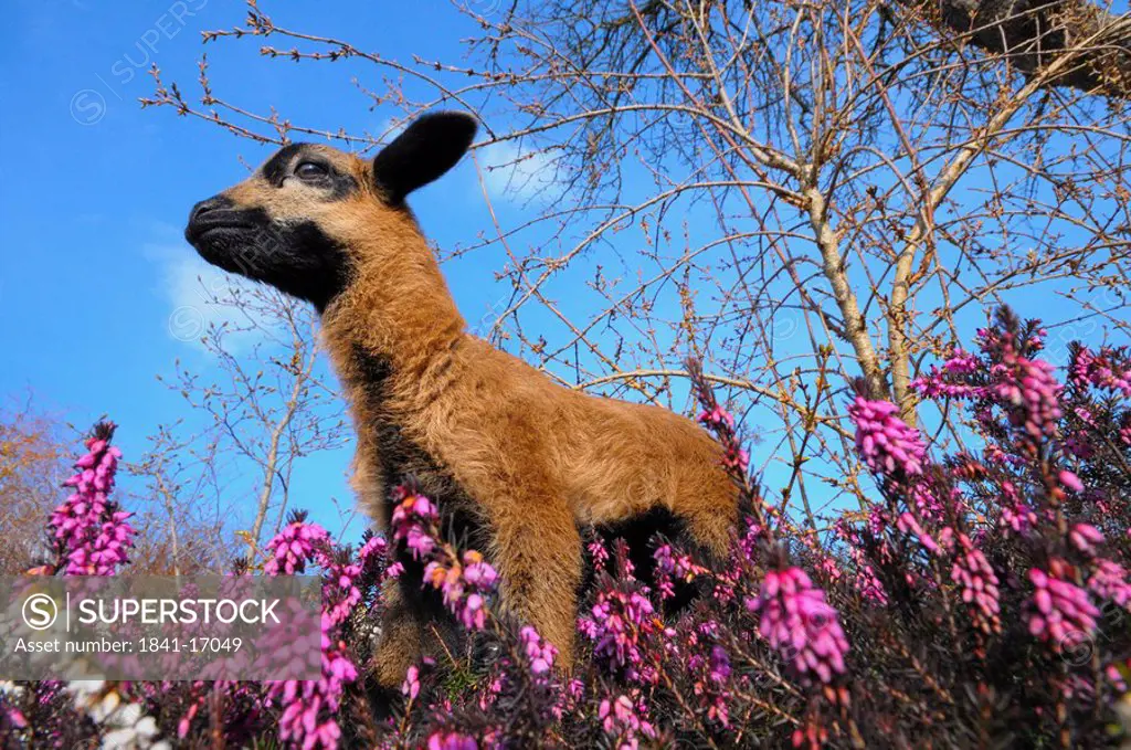 Low angle view of kid goat standing in Heather Erica Herbacea Erica carnea field