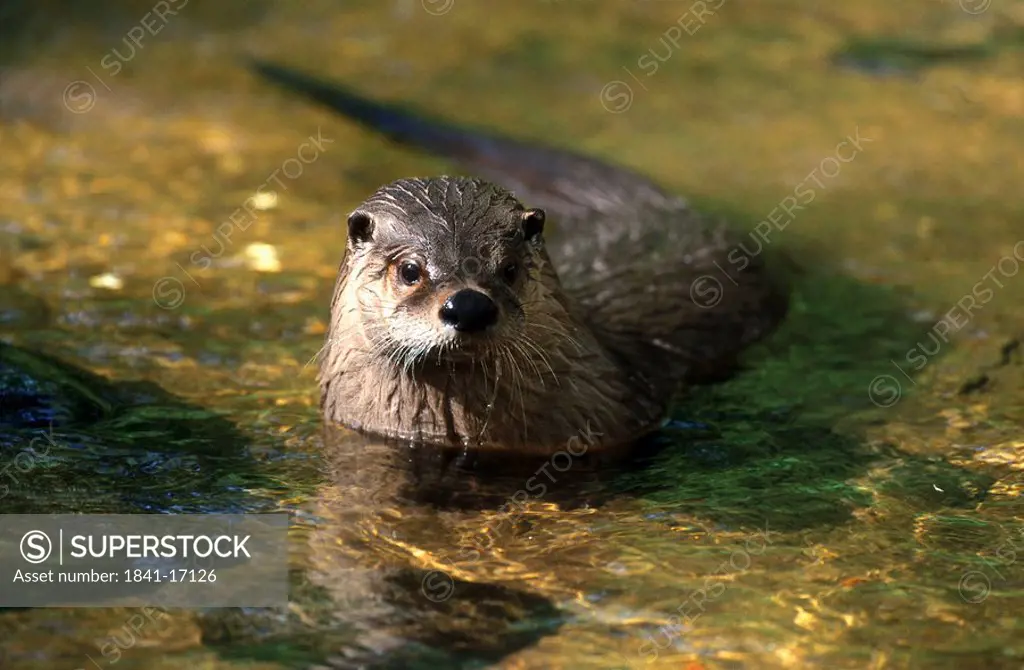 Otter Lutra lutra in water