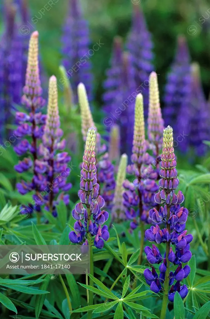 Large_leaved Lupine Lupinus polyphyllus flowers blooming in field, Schleswig_Holstein, Germany