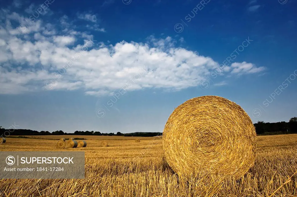 Bales of straw on a stubble field, Schleswig_Holstein, Germany
