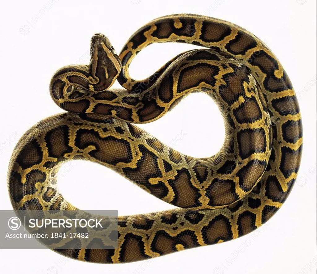 Close_up of Burmese Python Python molurus bivittatus on white background