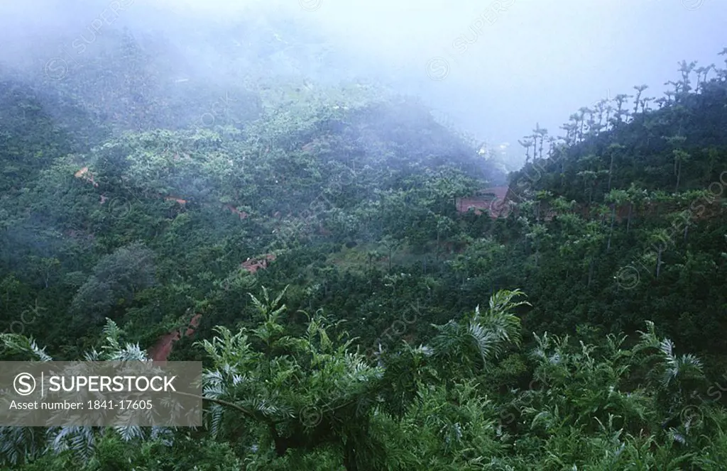 High angle view of forest covered with fog, Guatemala, Mexico