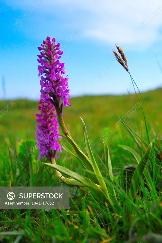Early Marsh_Orchid Dactylorhiza incarnata flowers blooming in field, Styria, Austria