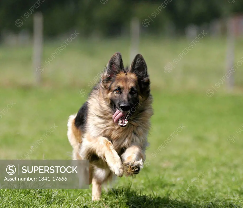 German Shepherd running in field