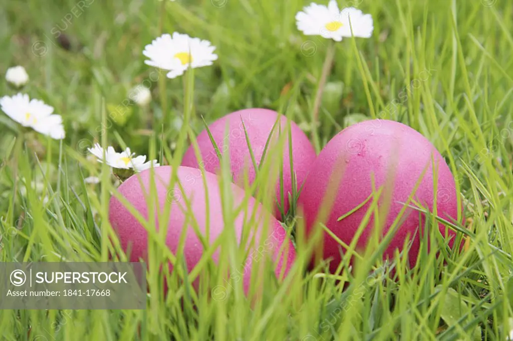 Close_up of Easter eggs on grass
