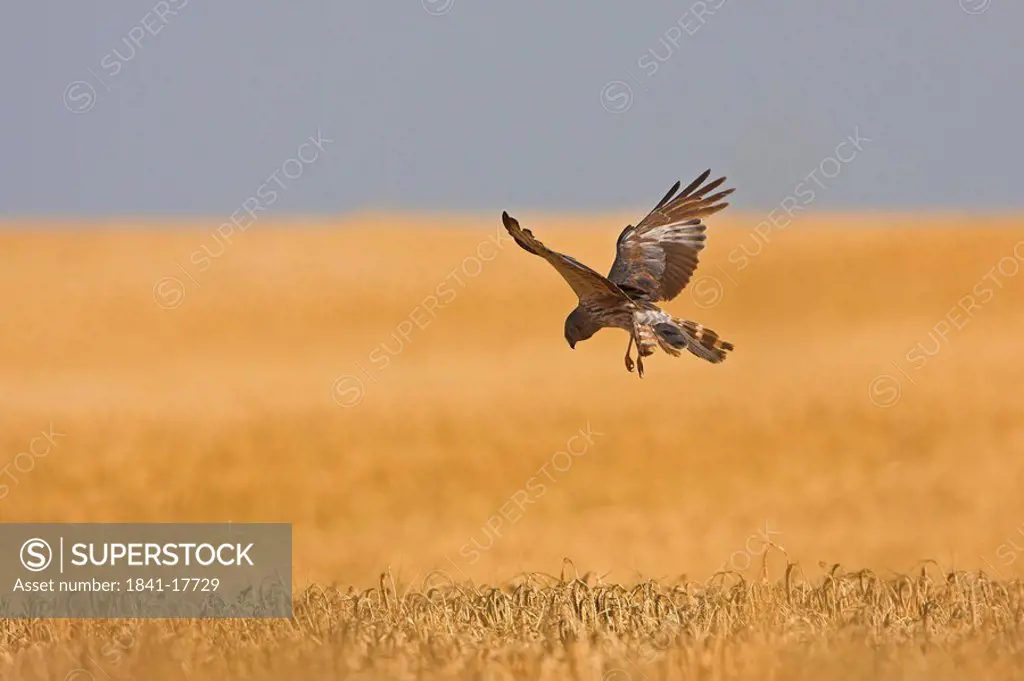 Montagu´s Harrier Circus pygargus flying over cornfield