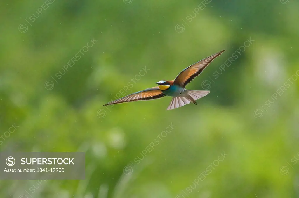 Tree Sparrow bird in flight