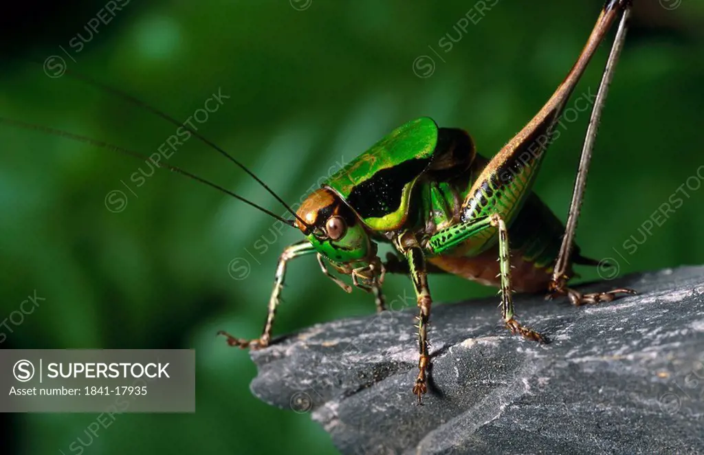 Close_up of grasshopper on stone