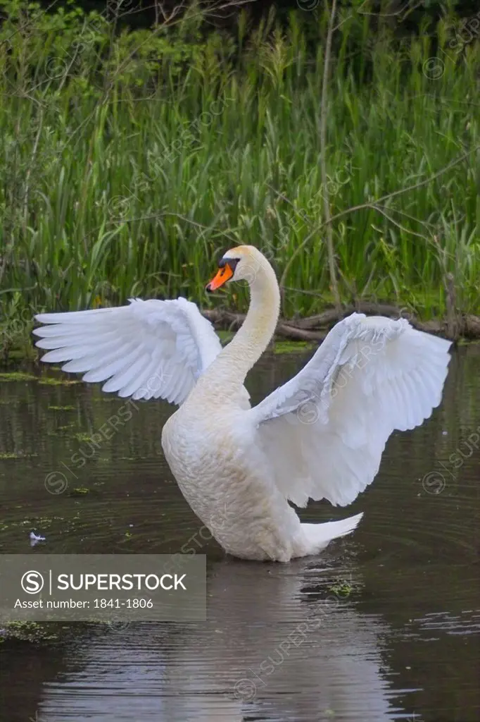 Mute swan Cygnus olor flapping in lake