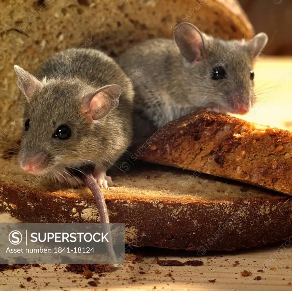 Close_up of two rats on bread