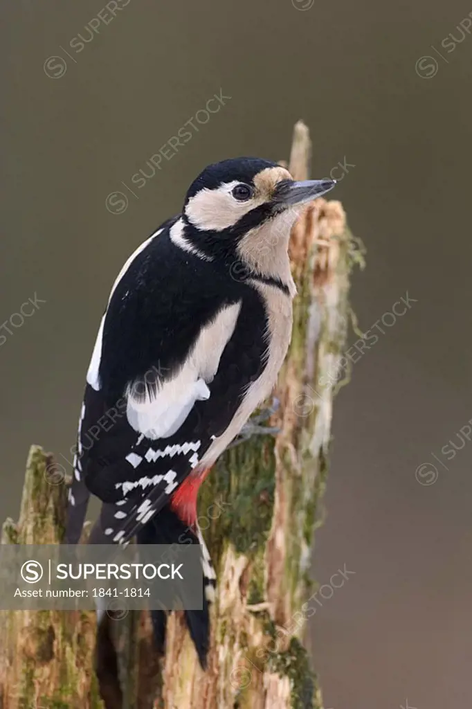 Close_up of Great Spotted Woodpecker Dendrocopos major perching on tree stump