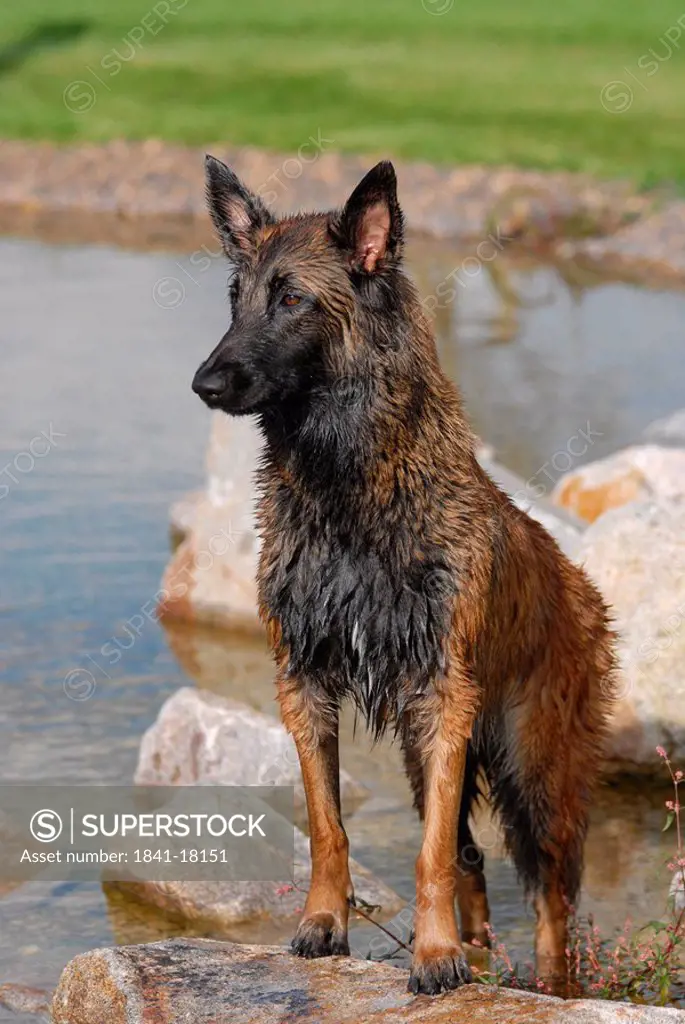 Wet German Shepherd standing on rock
