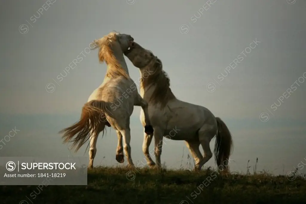 Two white horse fighting in field