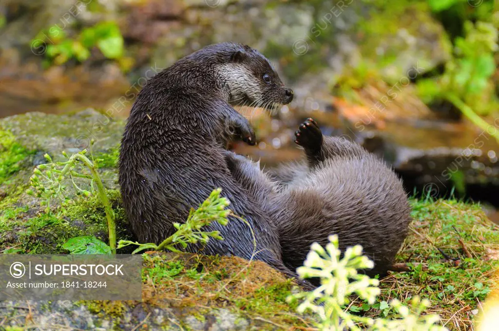 Close_up of two River Otters Lutra lutra fighting on rock, Germany