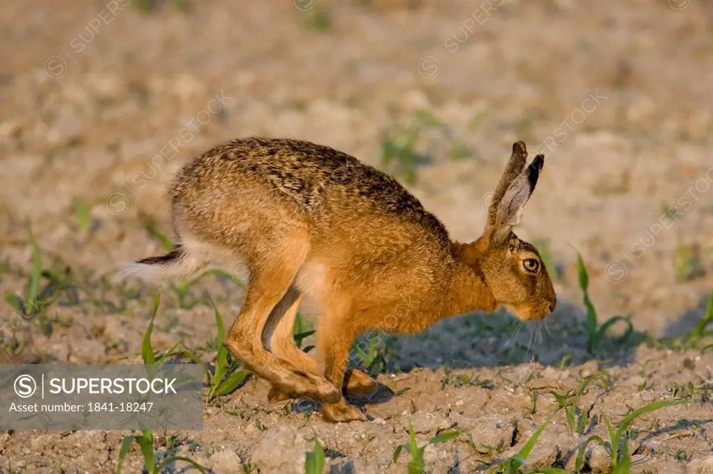 Close_up of Brown Hare Lepus capensis running in field