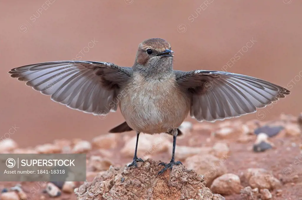 Close_up of Red_rumped Wheatear Oenanthe moesta spreading its wings