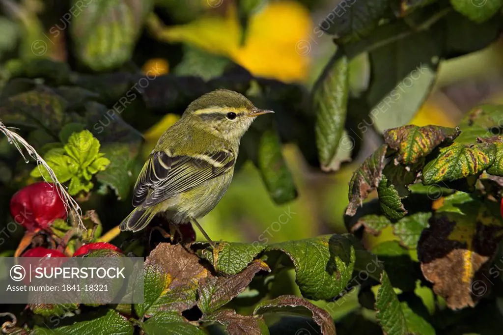 Close_up of Yellow_browed Warbler Phylloscopus inornatus perching on branch