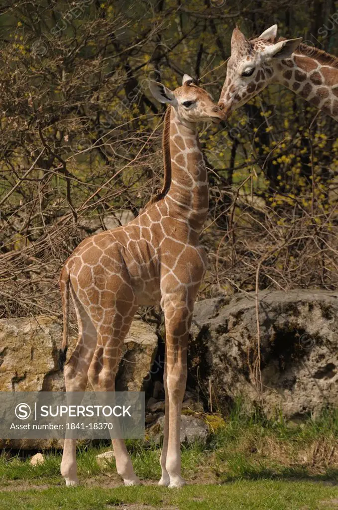 One giraffa Giraffa camelopardalis and her young