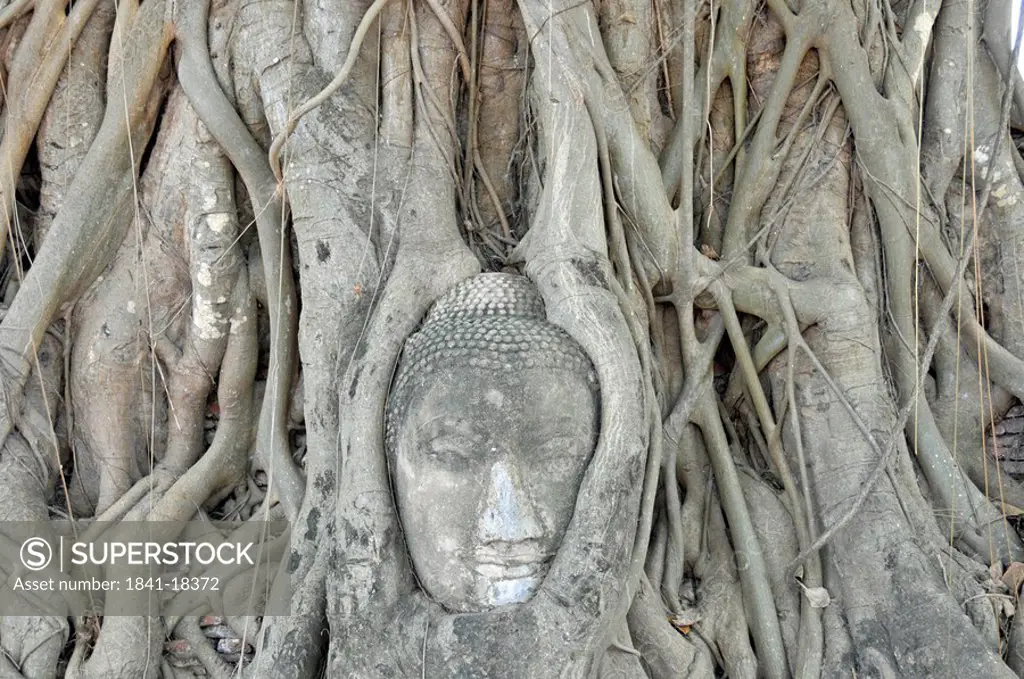 sandstone head in a pipal tree, close_up
