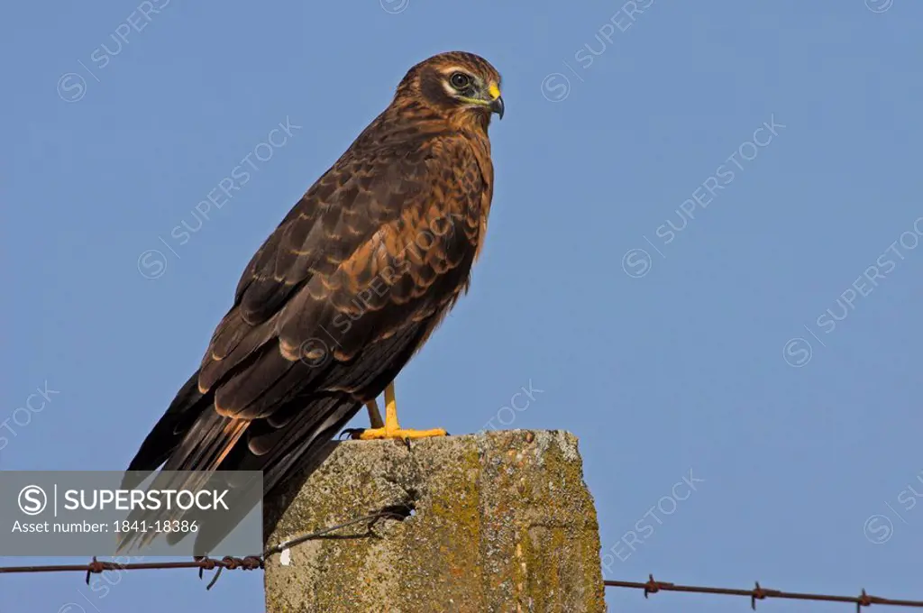 Montagues Harrier Circus pygargus sitting on fencepost, side view