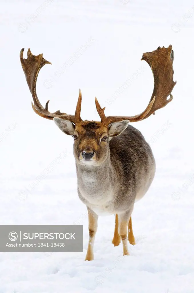 Fallow deer Ovis orientalis musimon in the snow, Bavaria, Germany, front view