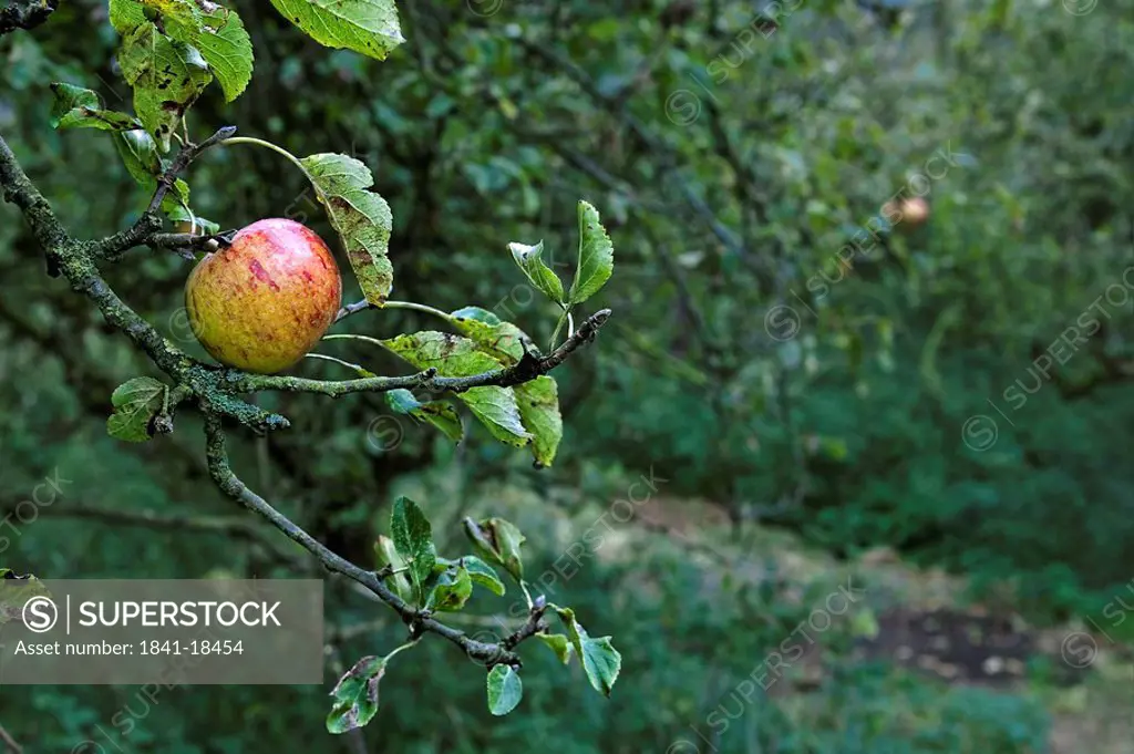 One apple hanging in an apple tree