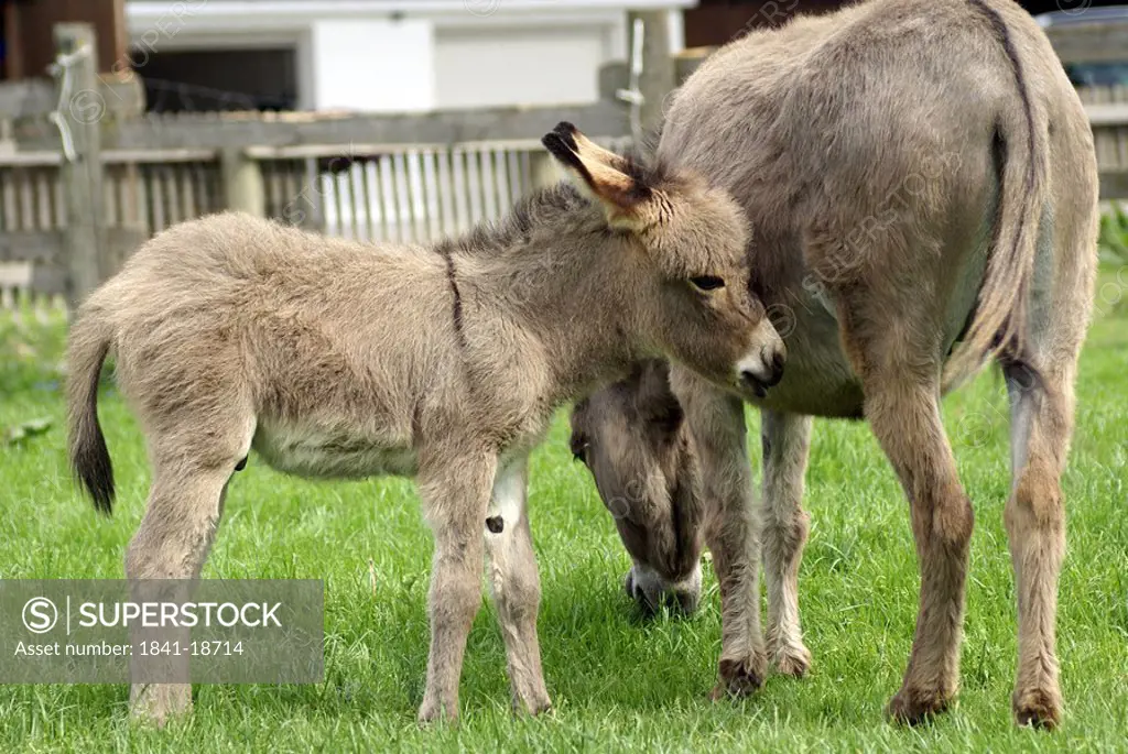 Close_up of donkey standing in field with its foal