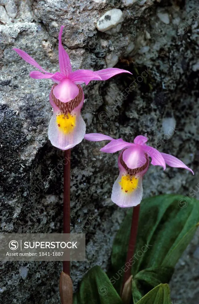 Close_up of blooming flowers of Calypso orchid Calypso bulbosa, Jasper National Park, Alberta, Canada