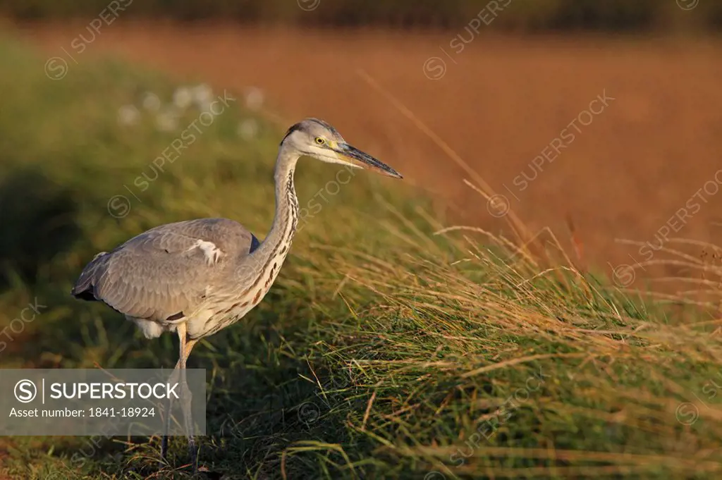 Close_up of Grey Heron Ardea Cinerea walking in field