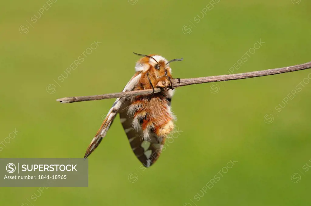 Endromidae hanging at a twig, full shot
