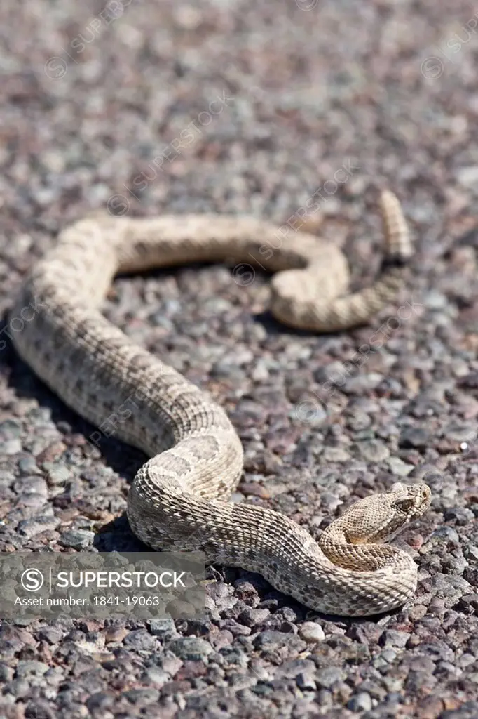 Western diamond rattlesnake Crotalus adamanteus on the ground, USA, close_up