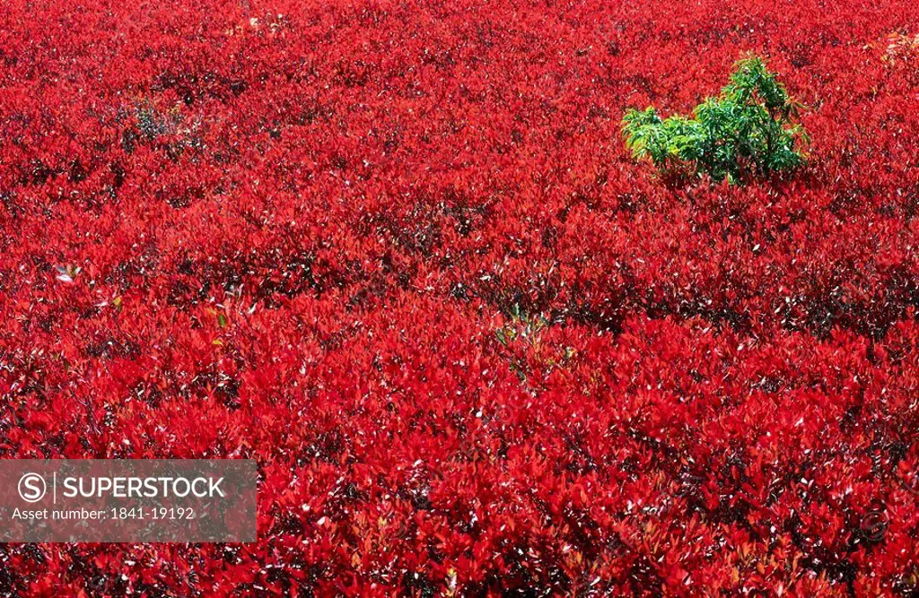 Bilberry bushes growing in field, Dolly Sods Wilderness, West Virginia, USA