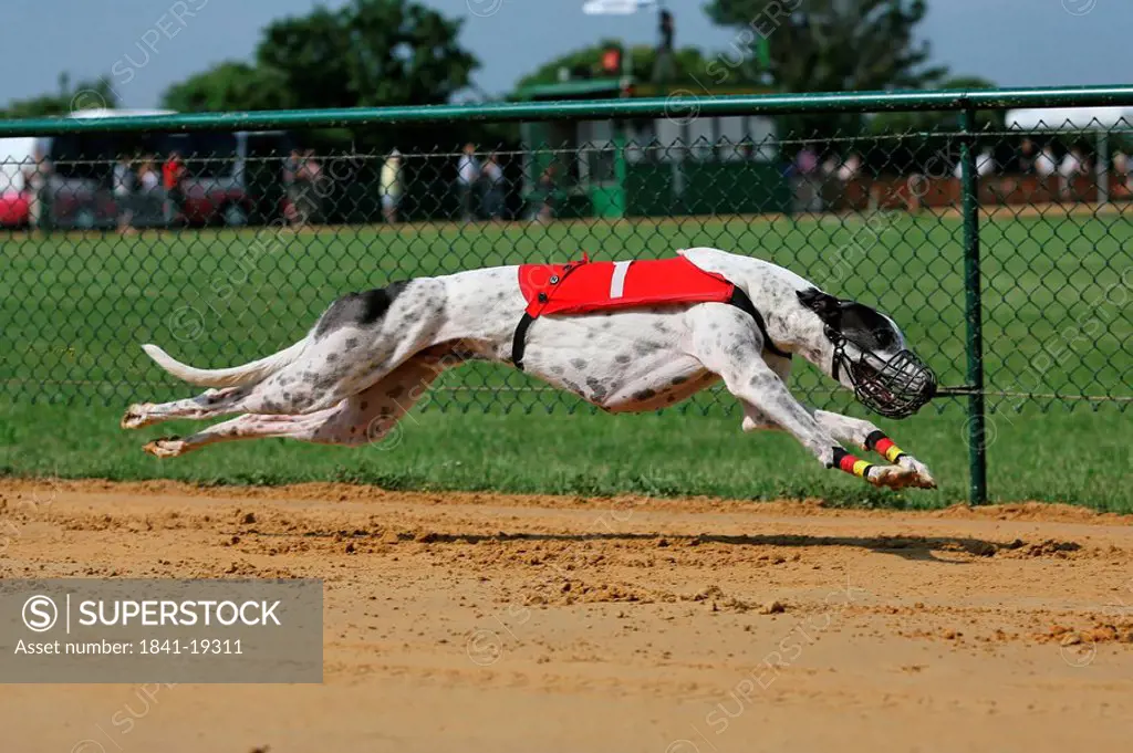 Whippet dog running on race track
