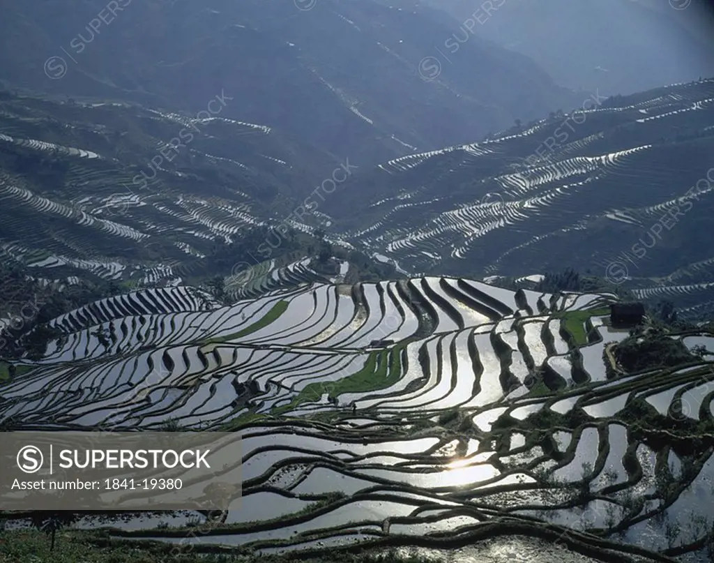 Aerial view of rice terraces, China