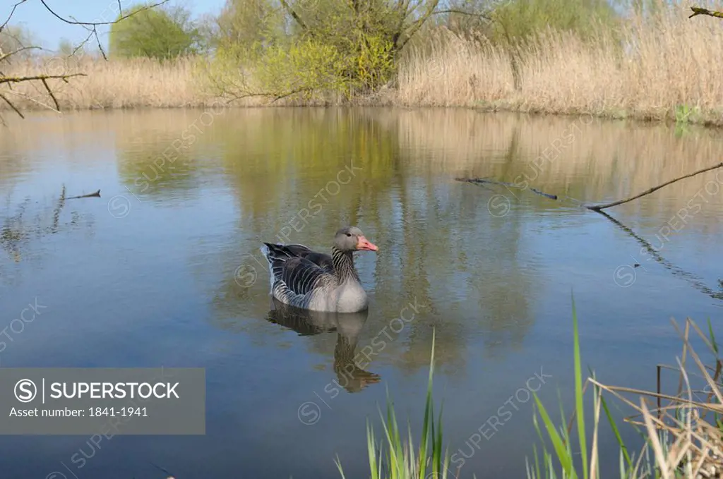 grey goose Anser anser, Muhr at Lake