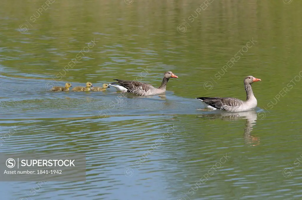 Geese swimming with goslings