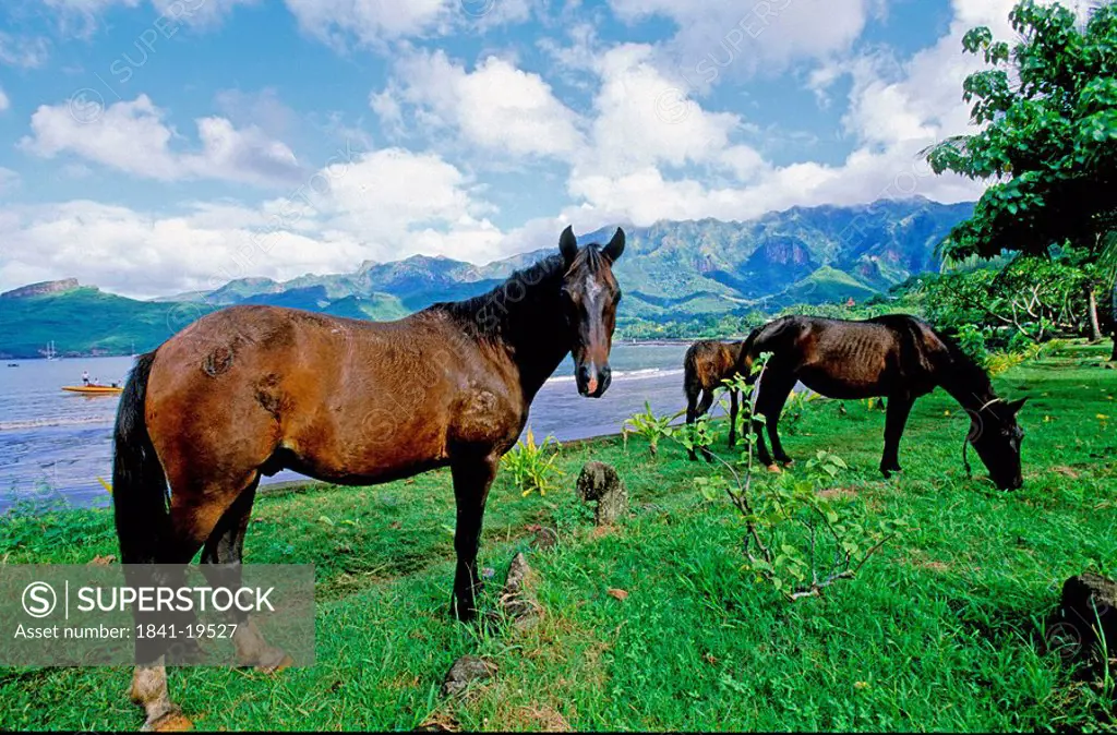 Three horses in field, Nuku Hiva, Marquesas Islands, French Polynesia