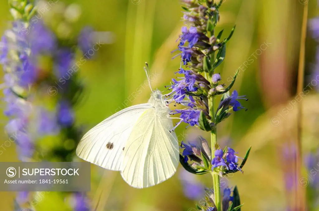 large white butterfly Pieris brassicae