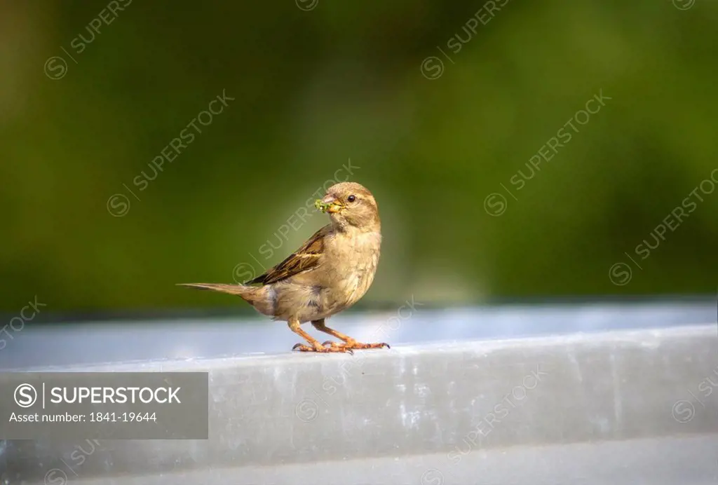Sparrow witz bug in his beak