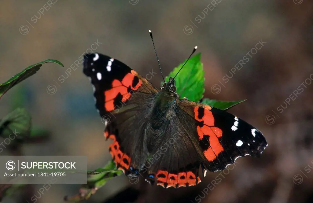 Close_up of Red Admiral Vanessa atalanta butterfly on leaf, Canary Islands, Spain
