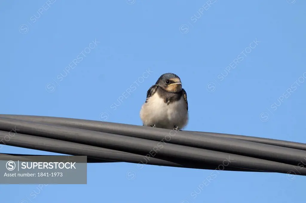Barn Swallow Hirundo rustica sitting on a power line, close_up, low angle view