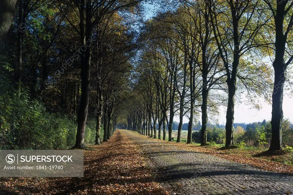 Trees on both sides of track, Okriftel, Hessen, Germany